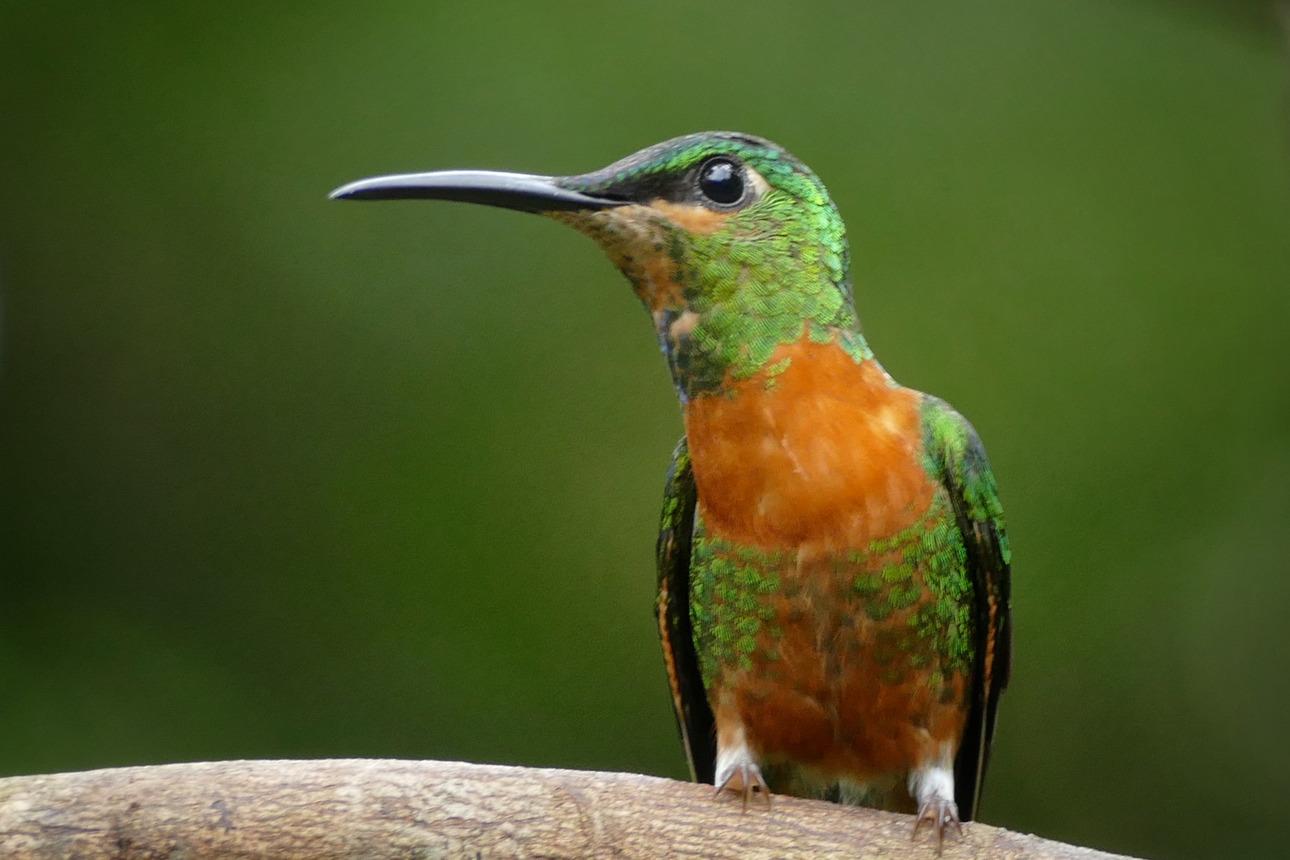 Petit oiseau vert et orange